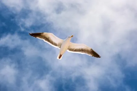 Seagull in Flight through a Cloudy Sky 3 Stock Photos