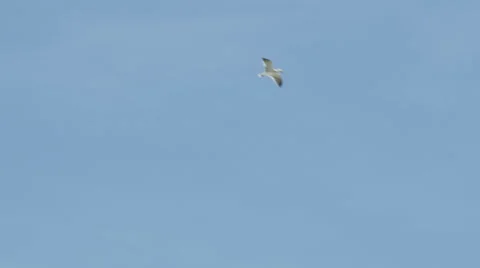 Seagull in flight two slow motion Stock Footage 42700375