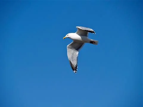 Seagull In Flight Under Blue Clear Sky Stock Photos