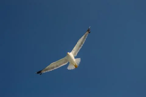 Seagull in flight with wings spread Stock-Fotos