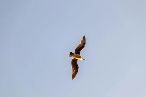 Seagull in Flight with Wings Spread Wide on a Sunny Day Stock Photos