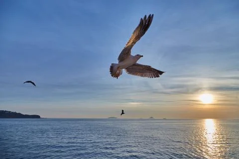 Seagull flights in sky Foto stock