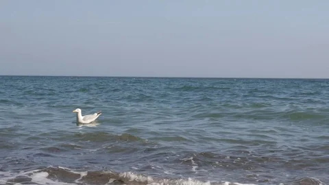 Seagull floating along the sea 스톡 동영상 74603846