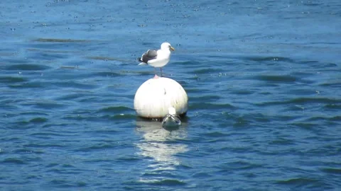 Seagull on Floating ball with sidekick Video stock 152601041