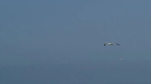 Seagull floating in blue sky Stock Footage 19584068