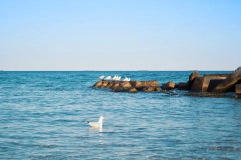A seagull floating on blue transparent waves of the sea lake ocean near the p Stock Photos