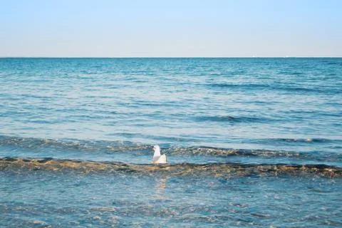 A seagull floating on blue transparent waves of the sea lake ocean near the b Stock Photos