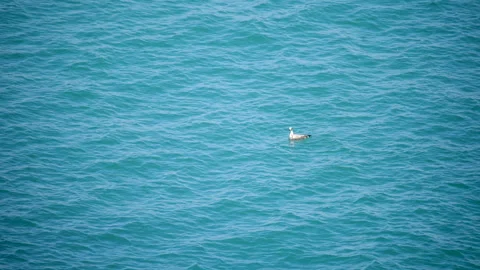 Seagull floating on blue turquoise sea water surface during sunny day Stock Footage 331121659
