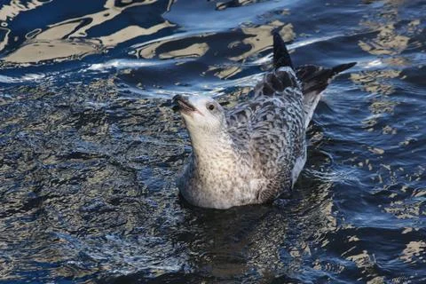 Seagull floating on deep blue water in Gilleleje Denmark Stock Photos