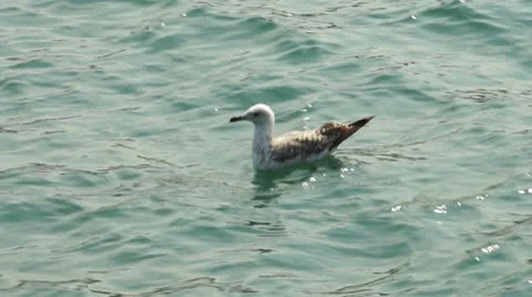 Seagull floating. Video stock 25333560