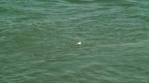 Seagull floating Stock Footage 35830395