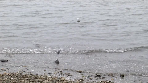 Seagull floating on gentle seashore Stock Footage 109608959