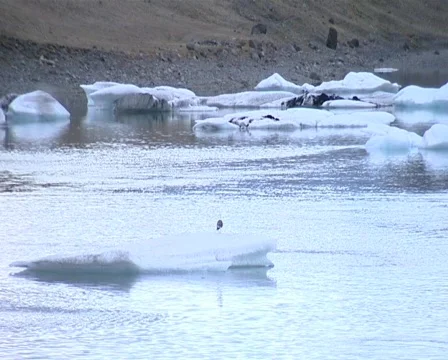 Seagull floating on ice Vídeo Stock 515013