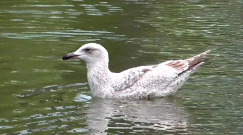 Seagull floating on the lake Stock-Footage 49527066