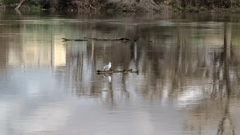 Seagull floating on log down river in winter Stock Footage 262494600