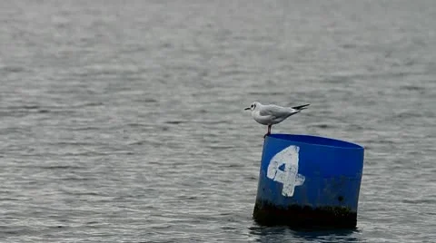 Seagull on floating marker bouy Stock Footage 9880729