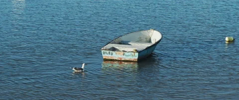 Seagull floating next to abandoned boat Stock Footage 151391205