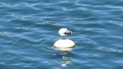 Seagull on floating object 2 Video stock 152601018