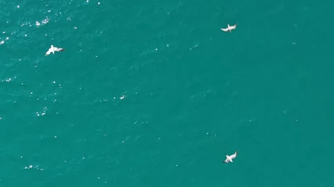 Seagull Floating on the Ocean Before Flying Away in 4K Stock Footage 340943148