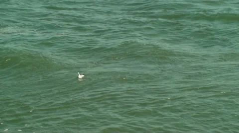 Seagull floating in the ocean Stock Footage 35830148