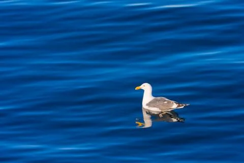 Seagull floating in the ocean Stock Photos