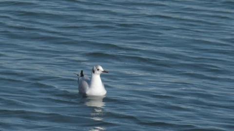 Seagull Floating on the Sea Stock Footage 124048089