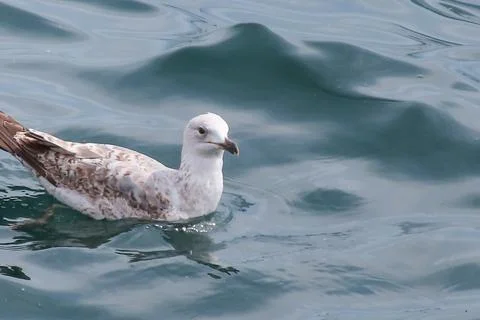 Seagull floating on the sea Stock Photos