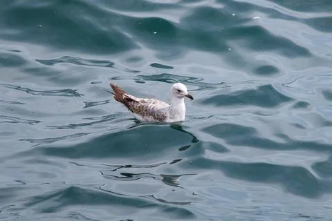 Seagull floating on the sea Stock Photos
