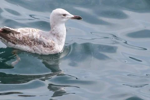 Seagull floating on the sea Stock Photos