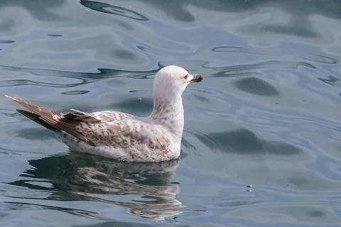 Seagull floating on the sea Stock Photos