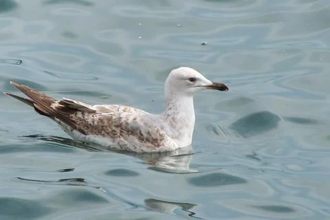 Seagull floating on the sea Stock Photos