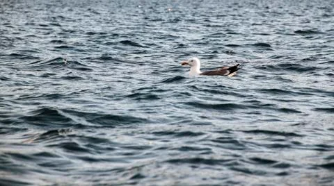 Seagull floating on sea surface Stock Photos