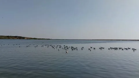 Seagull floating in the sea water Stock Footage 172087635