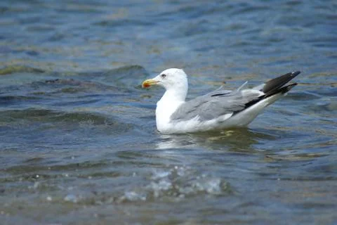 A seagull floating on the surface of the  sea Stock Photos