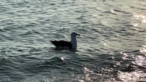 Seagull Floating Through Gold Reflection on Waves at Chatham, Cape Cod Stock Footage 252297776
