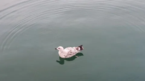 Seagull floating on the water Stock Footage 159482032