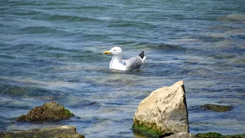 Seagull Floating In Water looking for fish Stock Footage 92236598