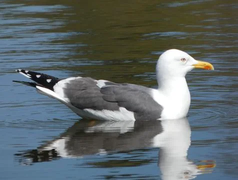 Seagull (Floating on Water) Stock Photos