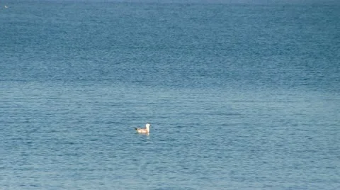 Seagull floating on waves Stock Footage 20927620