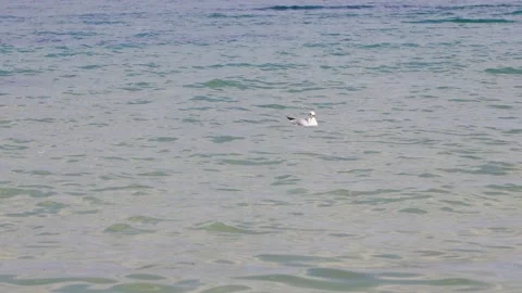 Seagull floats on water Stock Footage 168497374