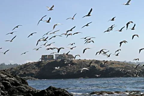 Seagull flock in flight Stock Photos