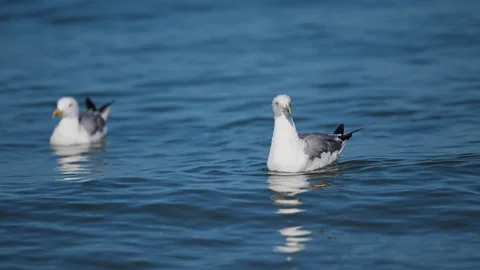 Seagull flock floating gracefully on deep blue sea water Stock Footage 318102799