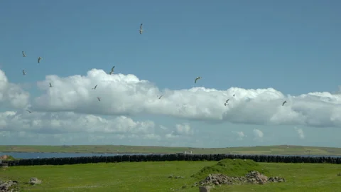 Seagull Flock Flying Sea Stock Footage 320114629