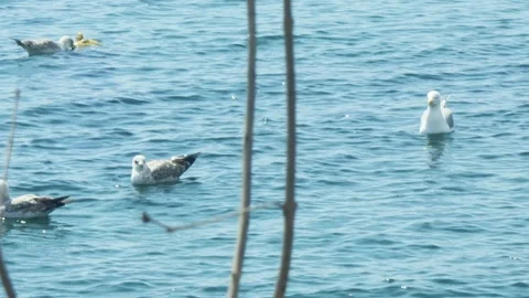 Seagull Flock On the Sea Stock Footage 274752976