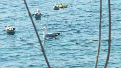 Seagull Flock On the Sea Stock Footage 274753055