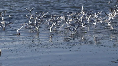 Seagull Flock Taking Off from Blue Ocean Water in Slow Motion Stock Footage 148462270