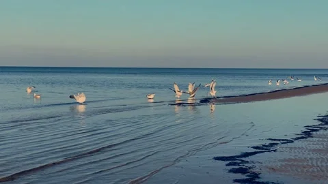 Seagull Flock Taking Off from water edge in Baltic sea Stock Footage 170628635