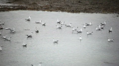 Seagull flock on water Stock Footage 862721