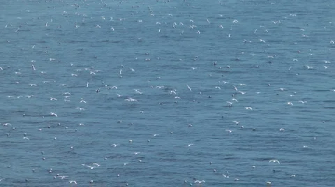 Seagull Flock On Water Stock Footage 4327301