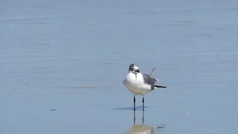 Seagull in Florida on beach Stock Footage 74587050